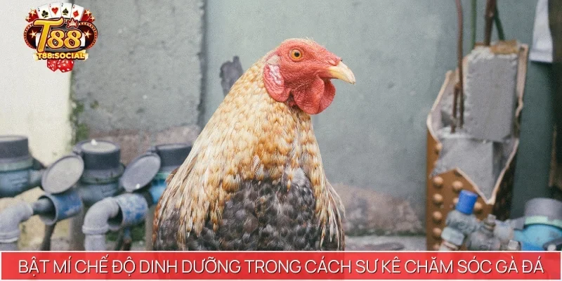 Bật mí chế độ dinh dưỡng trong cách sư kê chăm sóc gà đá