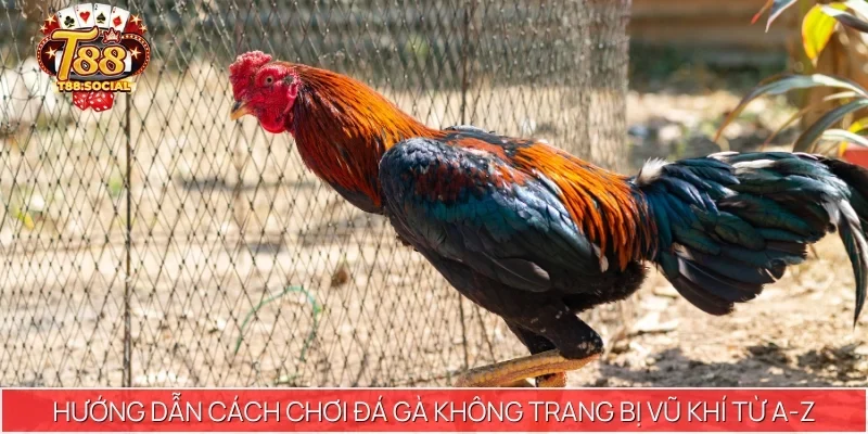 Hướng dẫn cách chơi đá gà không trang bị vũ khí từ A-Z