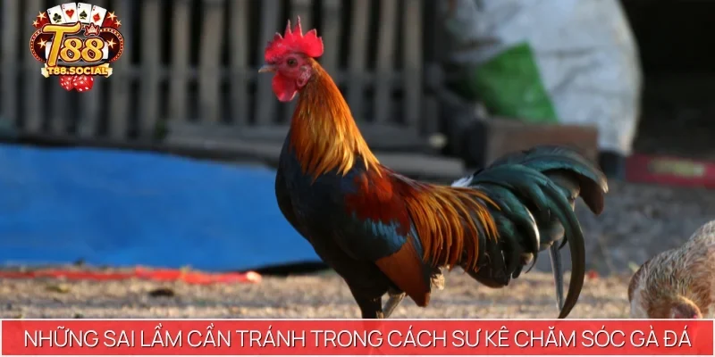 Những sai lầm cần tránh trong cách sư kê chăm sóc gà đá