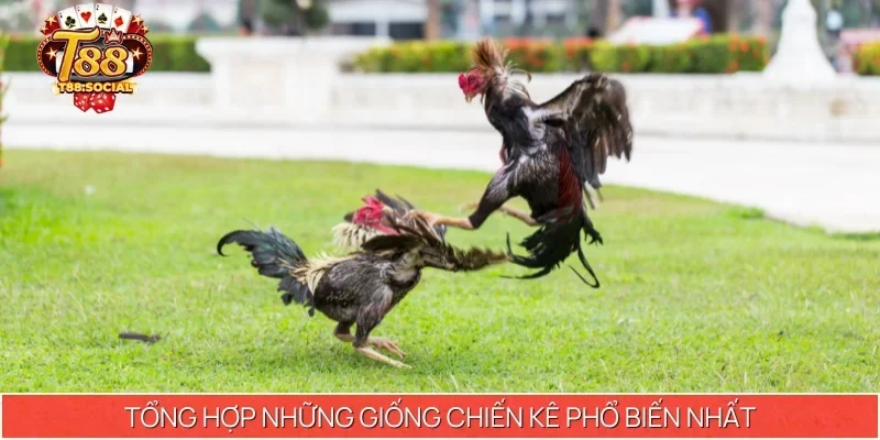 Tổng hợp những giống chiến kê phổ biến nhất trong đá gà cựa non